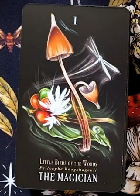 Midnight Magic: A Tarot Deck of Mushrooms